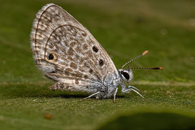 Adult Hanno Blue Butterfly