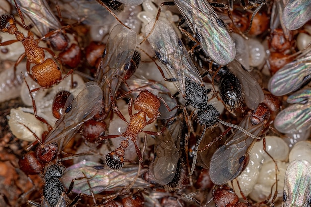 Photo adult harvester ants of the genus pogonomyrmex