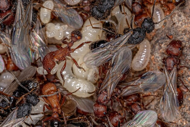 Formiche mietitrici adulte del genere pogonomyrmex