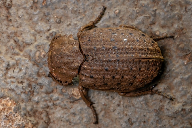 Adult Hide Beetle of the species Omorgus suberosus