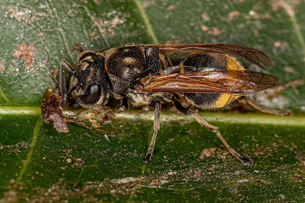 Adult Honey Wasp