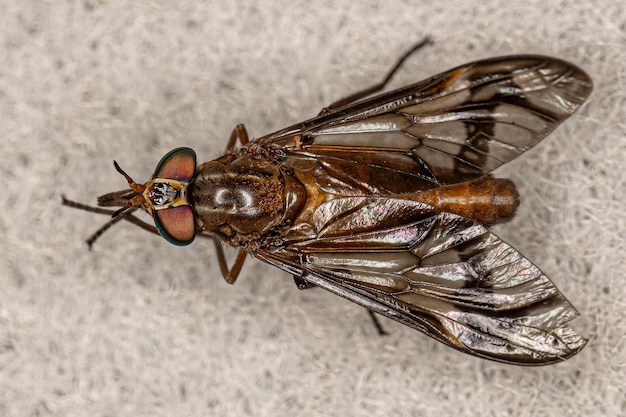 Photo adult horse fly