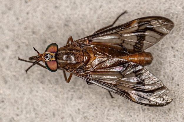 Foto mosca del cavallo adulto