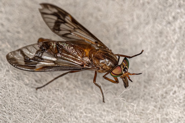 Adult Horse Fly