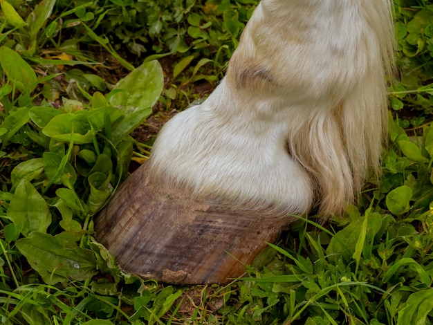 Adult horse hooves.