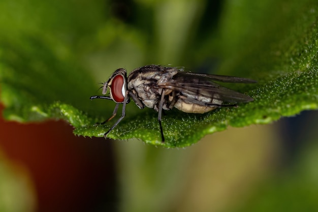 Взрослая домашняя муха из рода Stomoxys