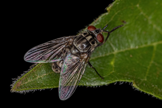 サシバエ属の成虫イエバエ