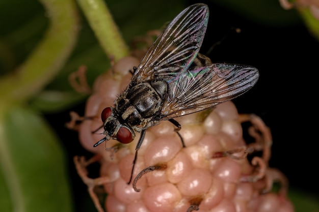 Mosca domestica adulta del genere stomoxys