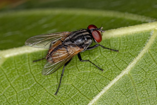 Adult House Fly of the species Musca domestica