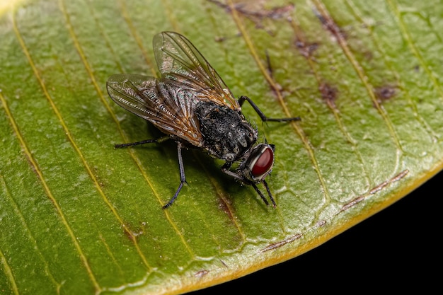 Photo adult house fly