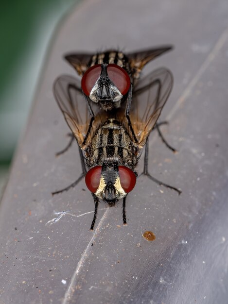 Musca domestica 커플 링의 성인 하우스 파리