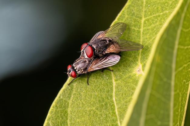 Adult House Flys