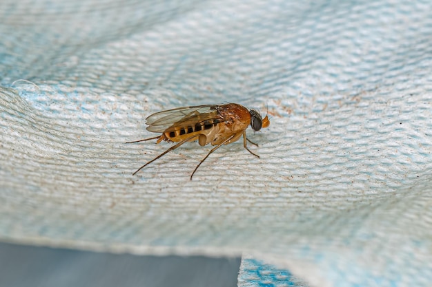 Photo adult humpbackd fly