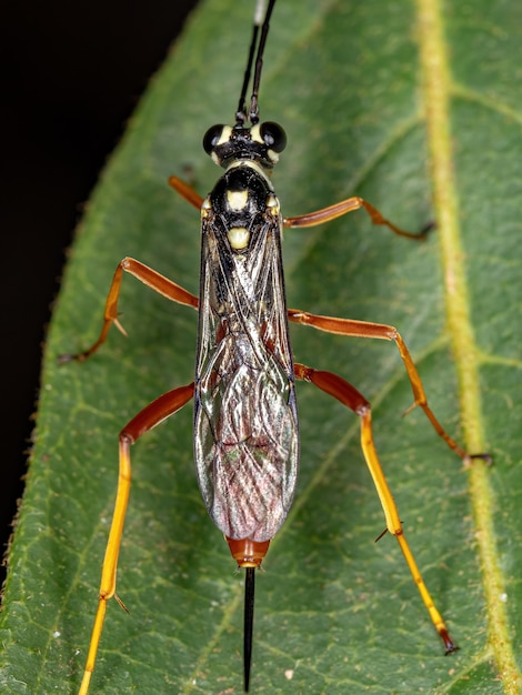 Photo adult ichneumonid wasp of the family ichneumonidae