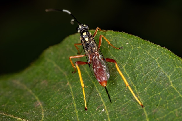 Взрослые ихневмонидные осы семейства Ichneumonidae