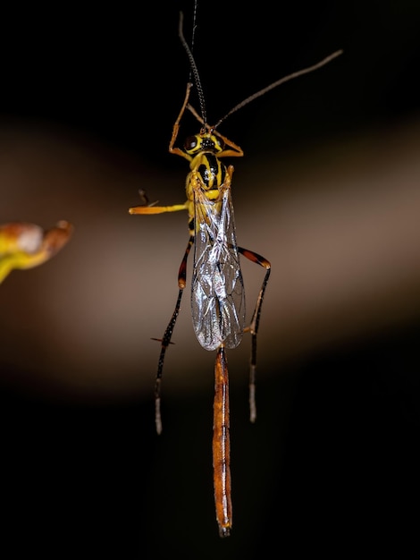 Adult Ichneumonid Wasp