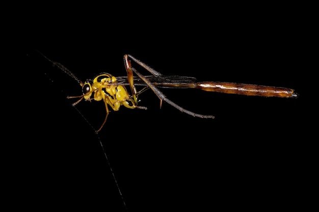 Photo adult ichneumonid wasp