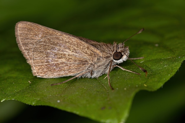 Adult Inca Skipper of the species Vehilius inca