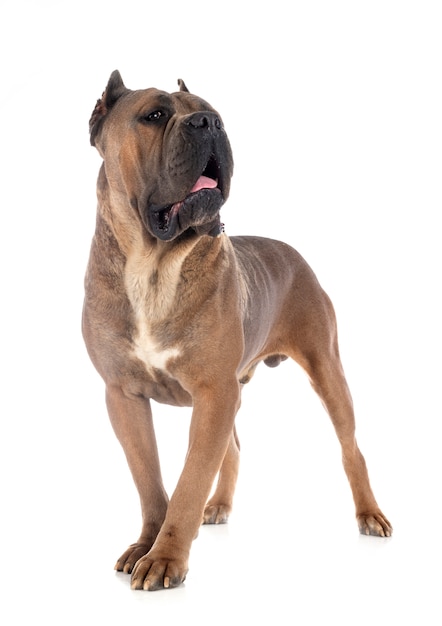 Adult italian mastiff in front of white background