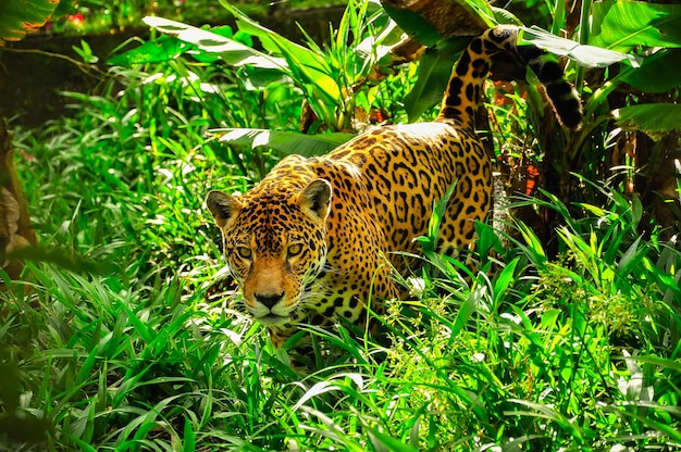 An adult jaguar staling in the grass