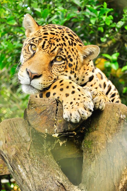 Adult jaguar