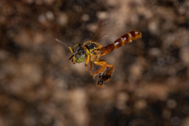 Adult Jatai bee