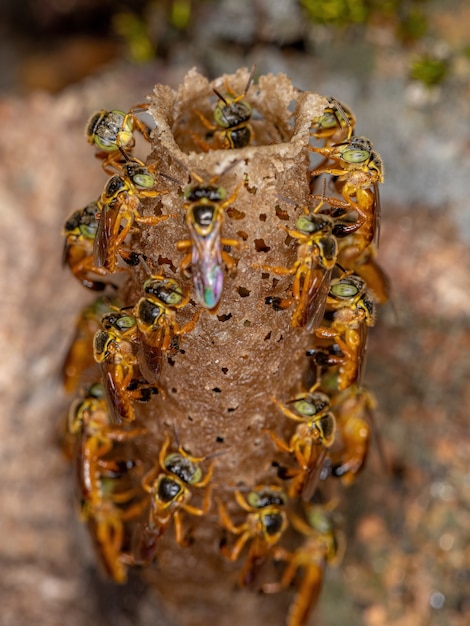 Adult Jatai bees of the species Tetragonisca angustula with selective focus