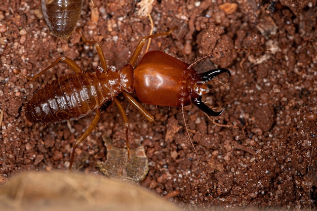 Photo adult jawsnouted termite of the species syntermes molestus