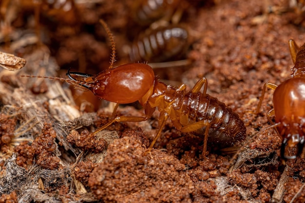 Photo adult jawsnouted termite