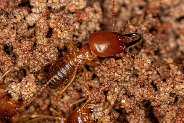 Photo adult jawsnouted termites