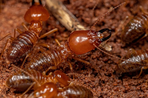 Photo adult jawsnouted termites