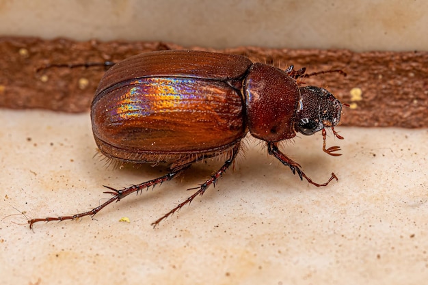 Photo adult june beetle