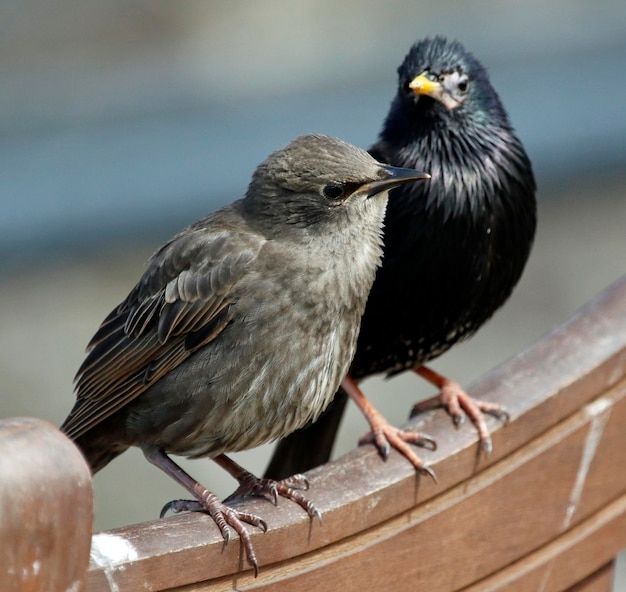 Adult and juvenile starlings in Spring sunshine