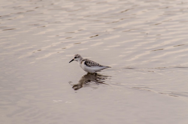 Adult Kentish Plover Water Bird