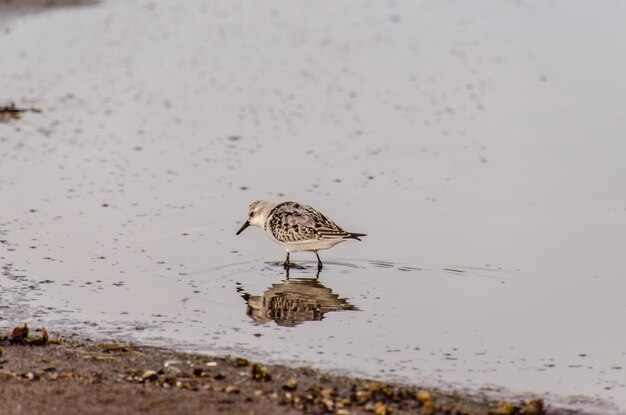 Adult Kentish Plover Water Bird