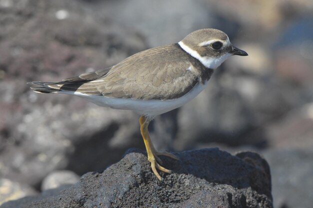 Adult Kentish Plover Water Bird