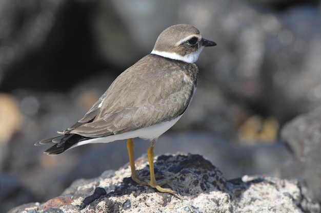 Photo adult kentish plover water bird