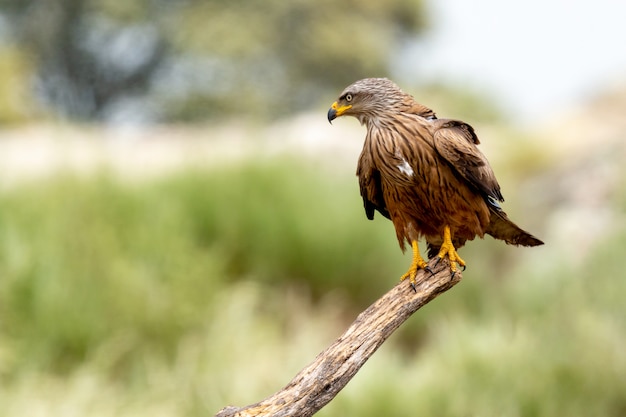 Adult of kite on a natural innkeeper