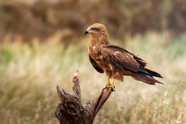 Adult of kite on a natural innkeeper