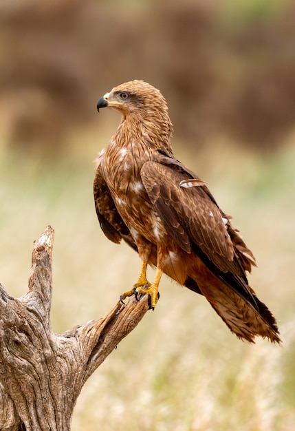 Adult of kite on a natural innkeeper