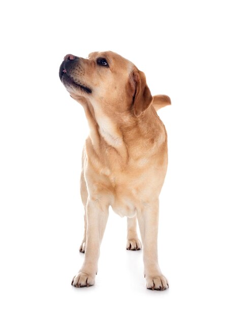 adult labrador retriever