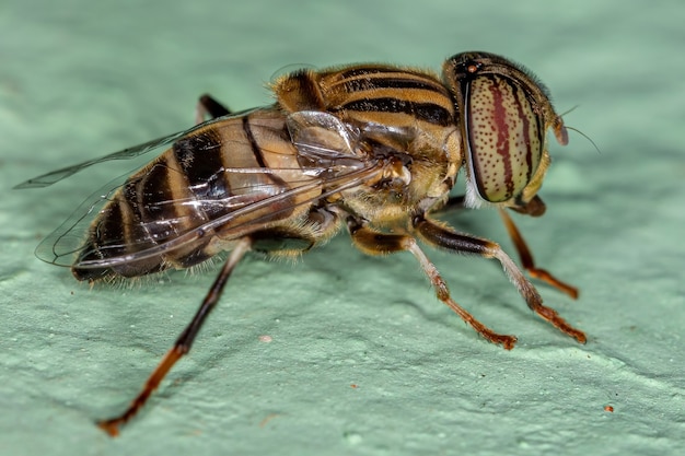 Взрослая лагунная муха из рода Eristalinus