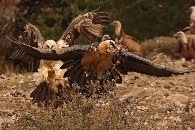 Adulto di lammergeier che vola, spazzini, avvoltoi, uccelli, gypaetus barbatus