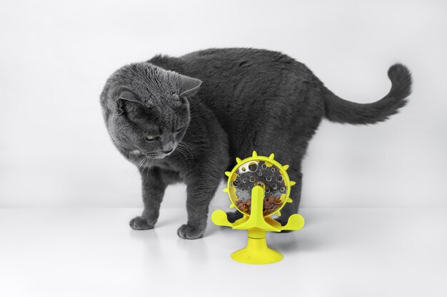 An adult large British cat stands near a yellow toy feeder on a suction cup on a white background