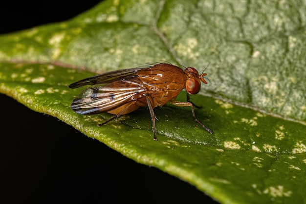Adult Lauxaniid Fly
