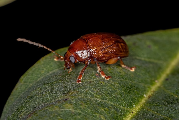 Adult Leaf Beetle of the Subfamily Eumolpinae