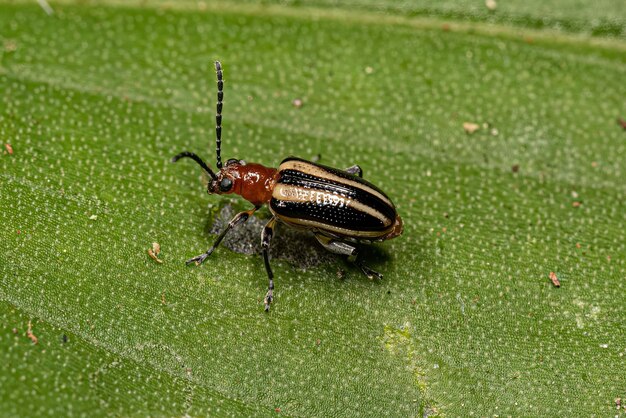 Photo adult leaf beetle