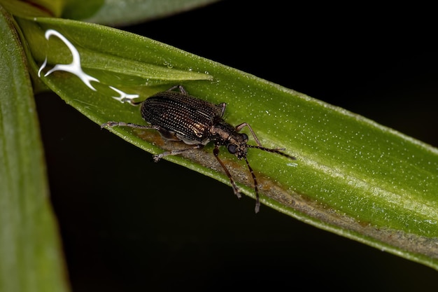 Adult Leaf Beetle