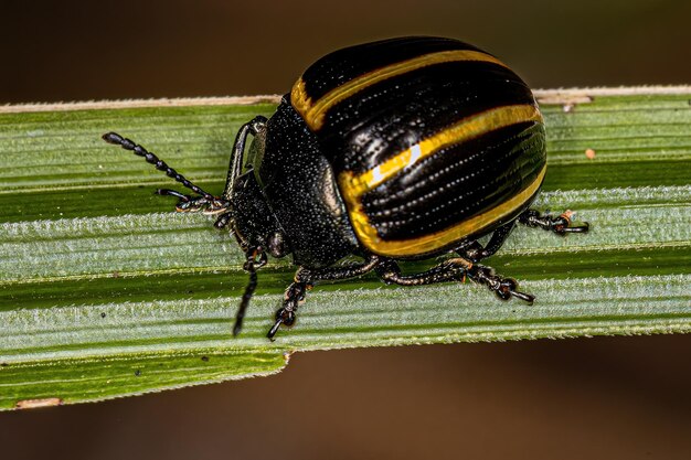 Photo adult leaf beetle