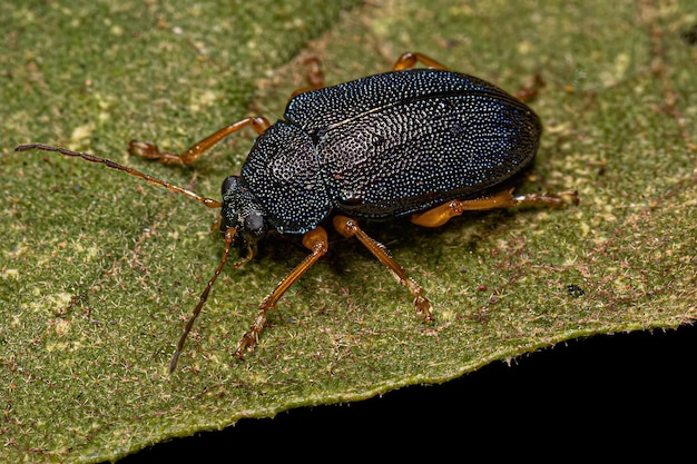 Adult Leaf Beetle